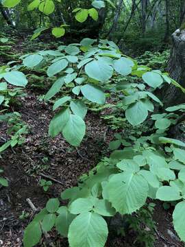 Plancia ëd Styrax obassia Siebold & Zucc.