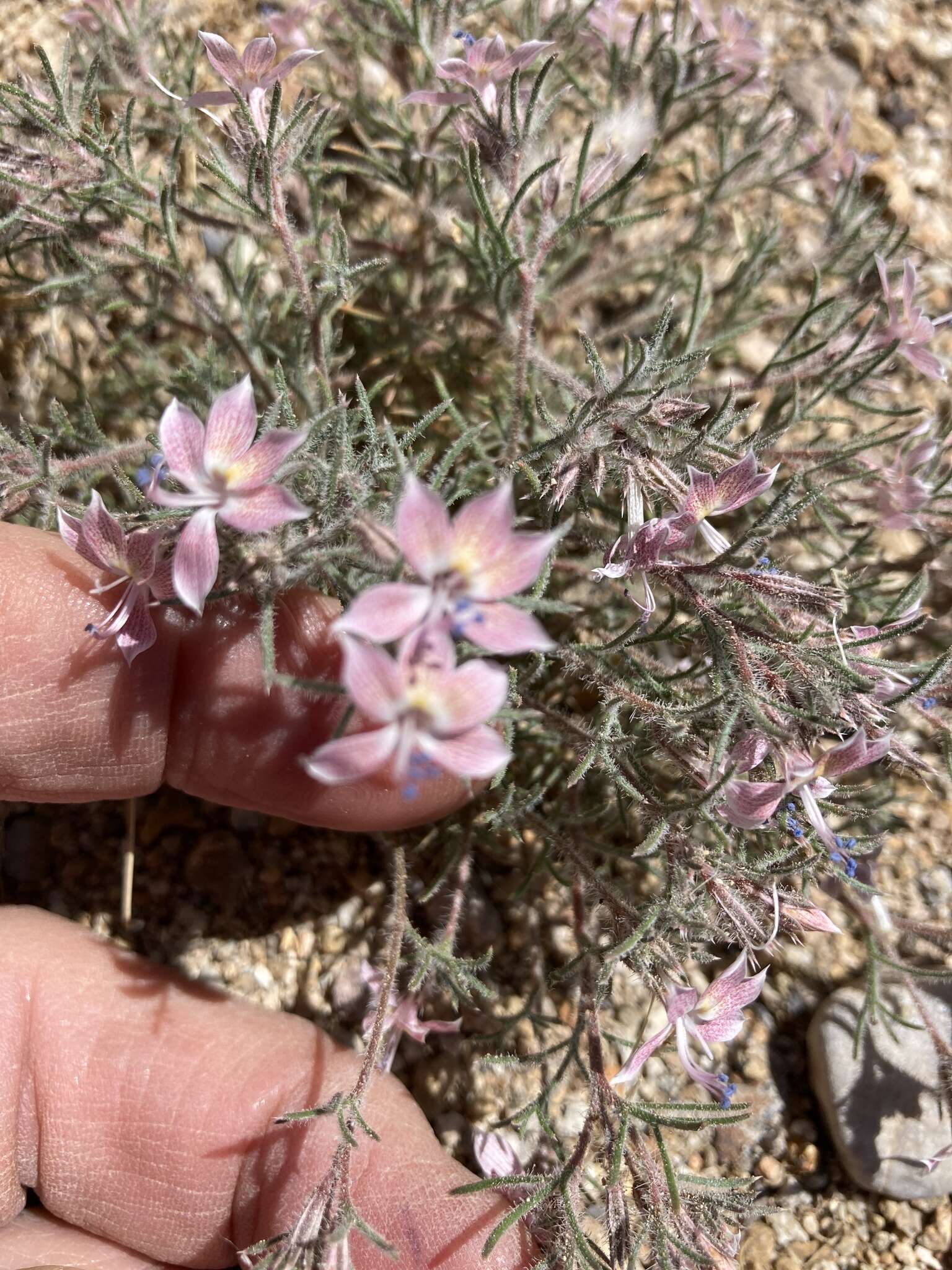 Image of Havard's ipomopsis