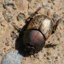 Plancia ëd Onthophagus (Palaeonthophagus) vacca (Linnaeus 1767)