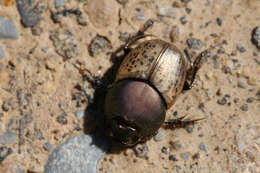 Image of Onthophagus (Palaeonthophagus) vacca (Linnaeus 1767)