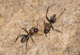 Image de Camponotus ephippium (Smith 1858)