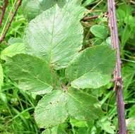 Image of Rubus robiae (W. C. R. Watson) Newton