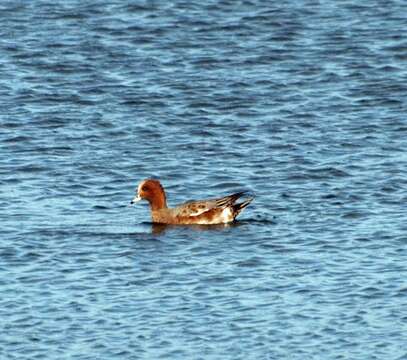 Image of Eurasian Wigeon