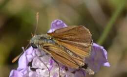 Image of lulworth skipper