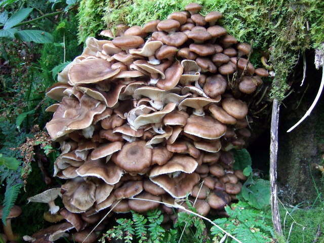 Image of Honey Fungus