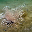 Image of Banded tube anemone