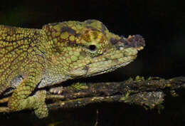 Image of Deceptive Chameleon