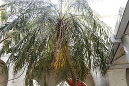 Image of pygmy date palm