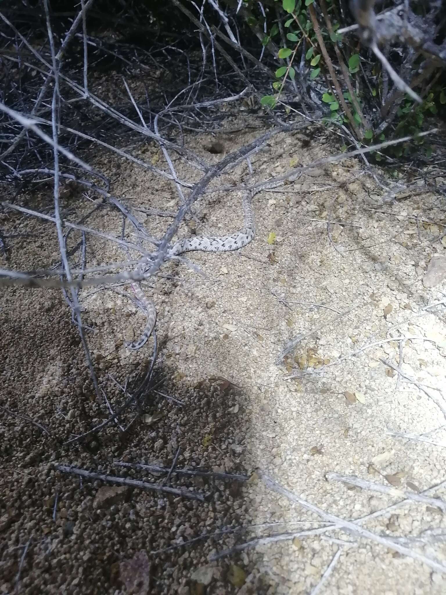 Image of Santa Catalina Island Rattlesnake