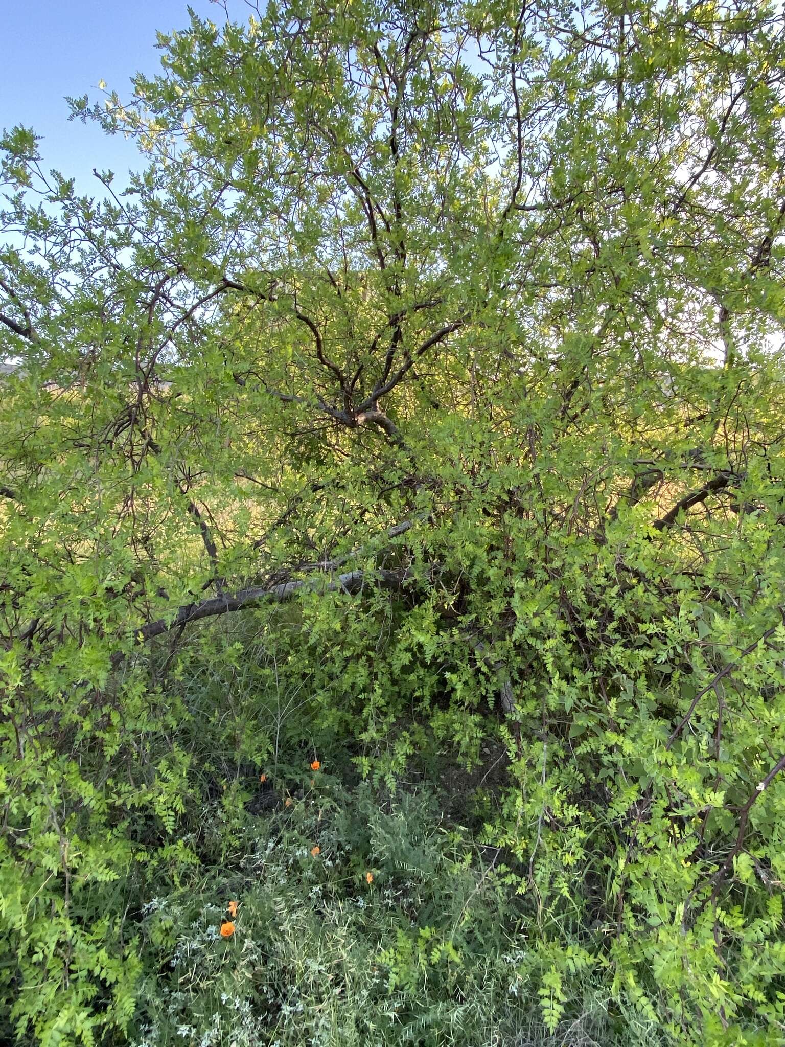 Image of Bursera laxiflora S. Wats.