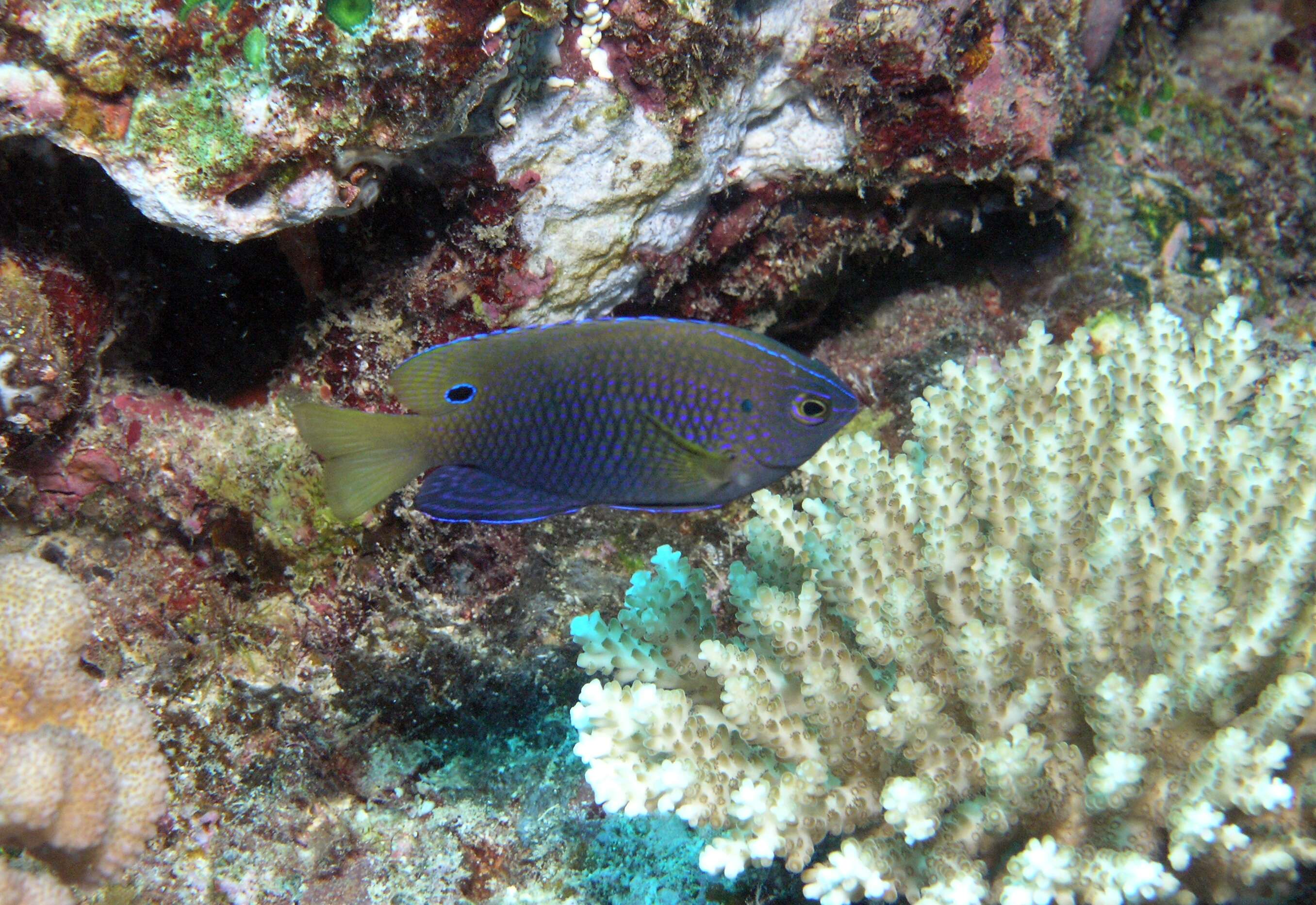 Image of Ocellate damselfish