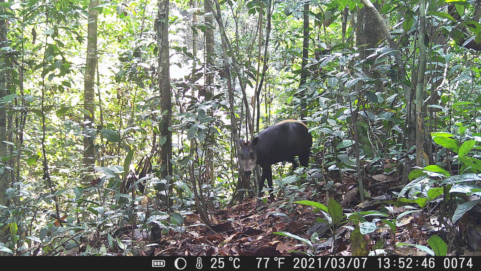 Image of yellow-backed duiker