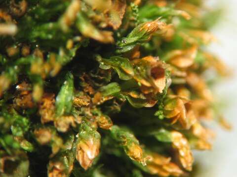 Image of tetraphis moss