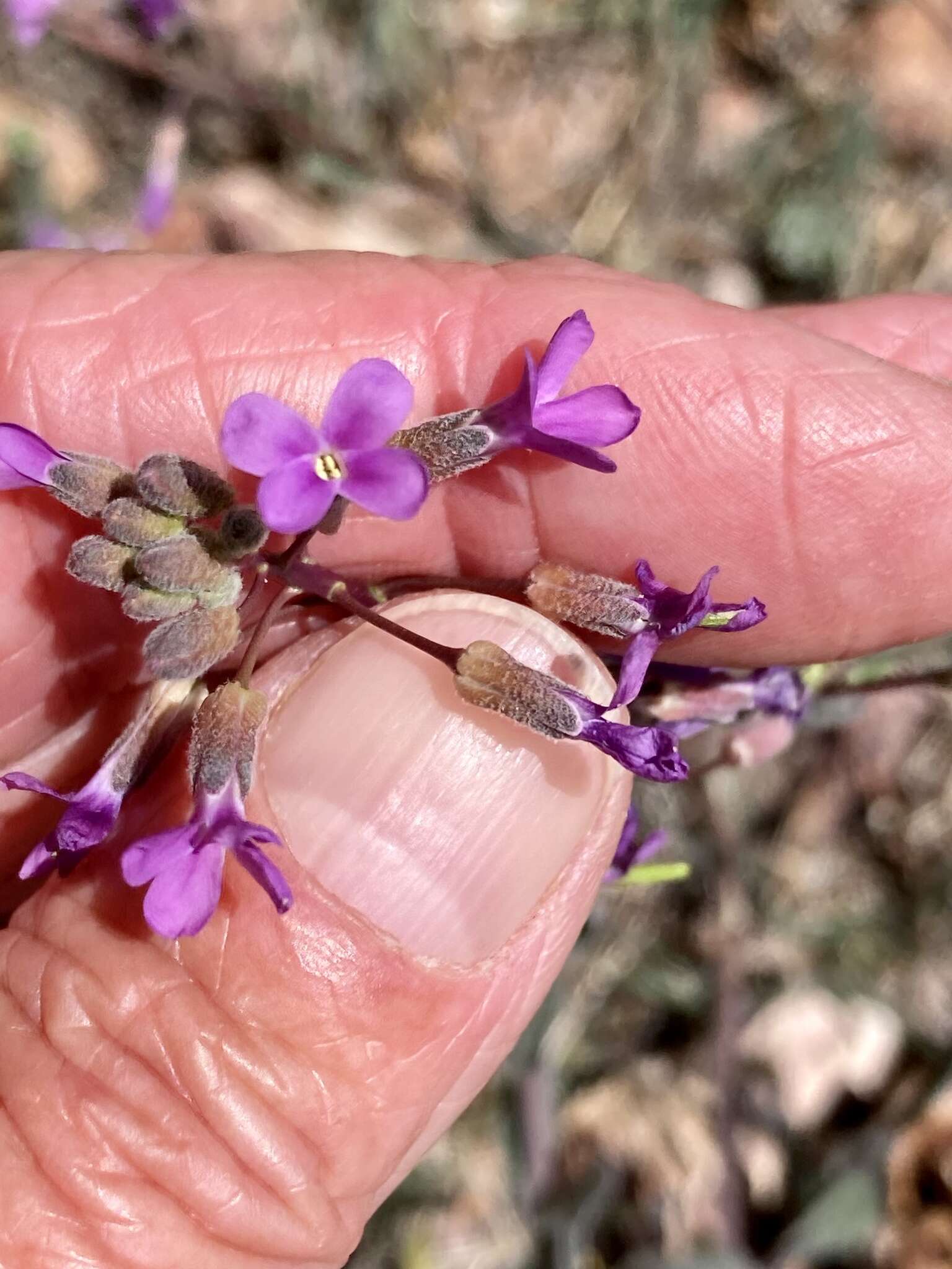 Image of sicklepod rockcress