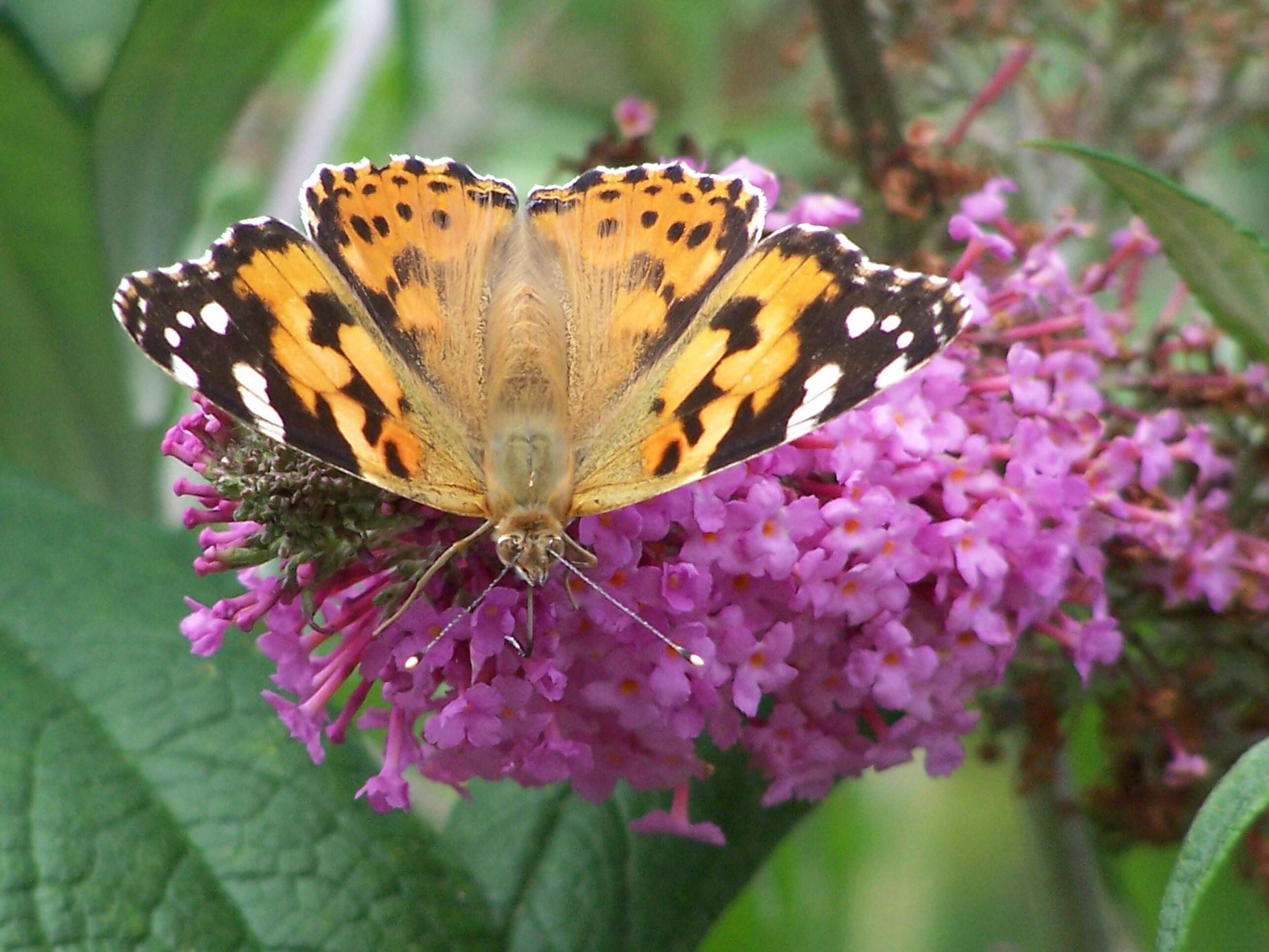 Image of Vanessa cardui