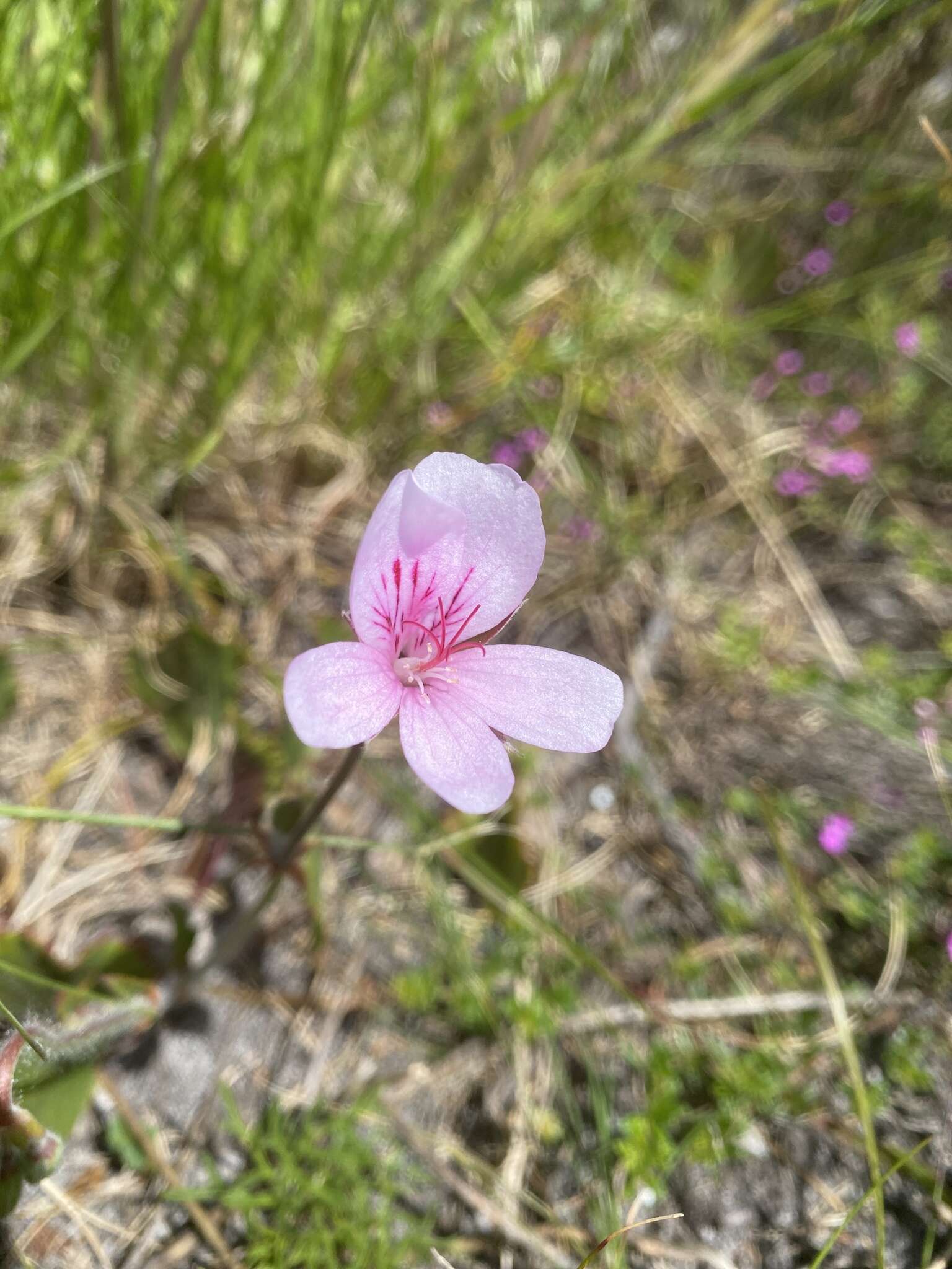 Image of Pelargonium elegans (Andr.) Willd.