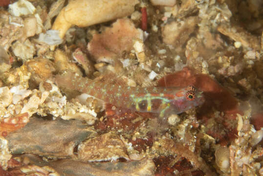 Image of Paintedface dwarfgoby