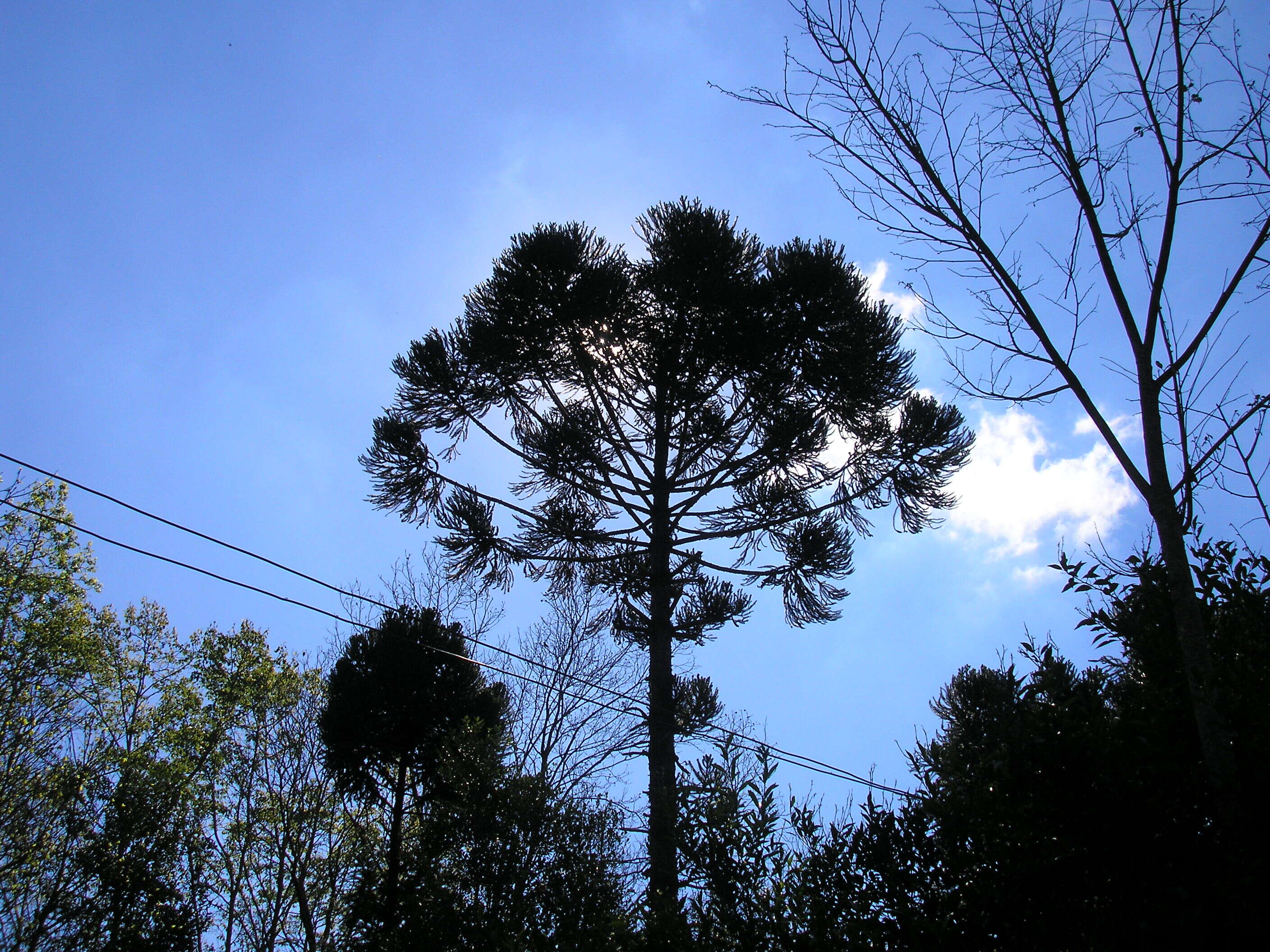 Image of Candelabra Tree