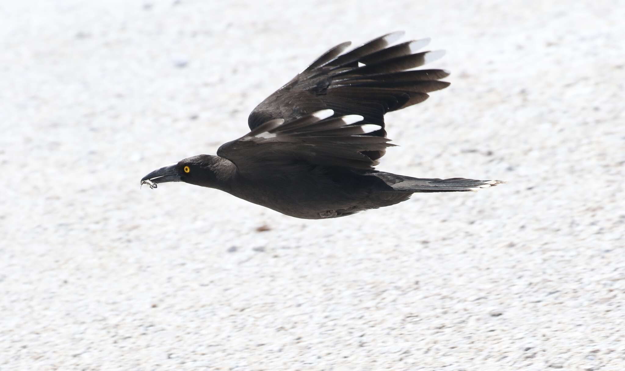 Image of Black Currawong