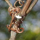 Imagem de Araneus miniatus (Walckenaer 1841)