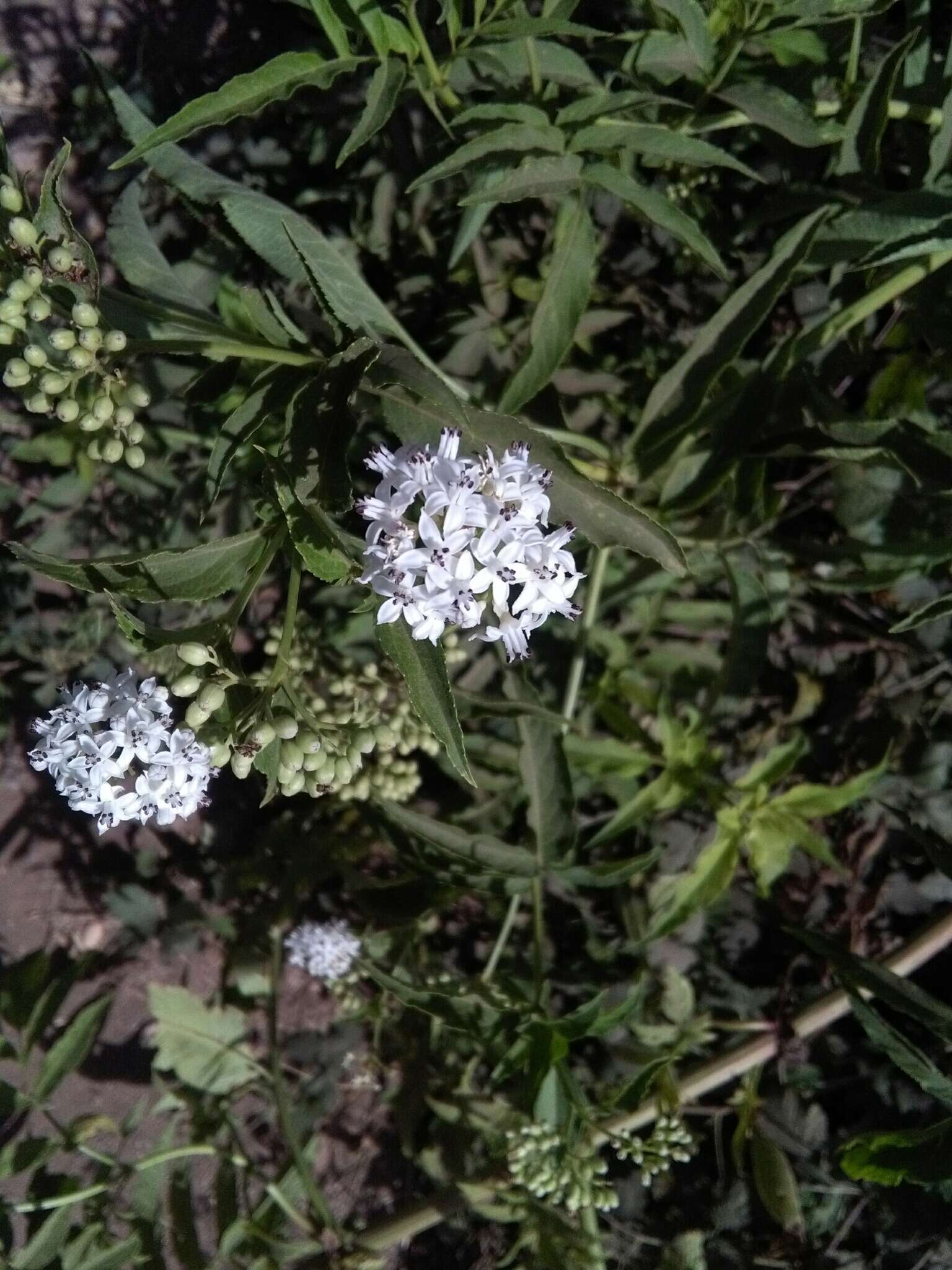 Imagem de Sambucus ebulus L.