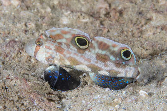 صورة Signigobius