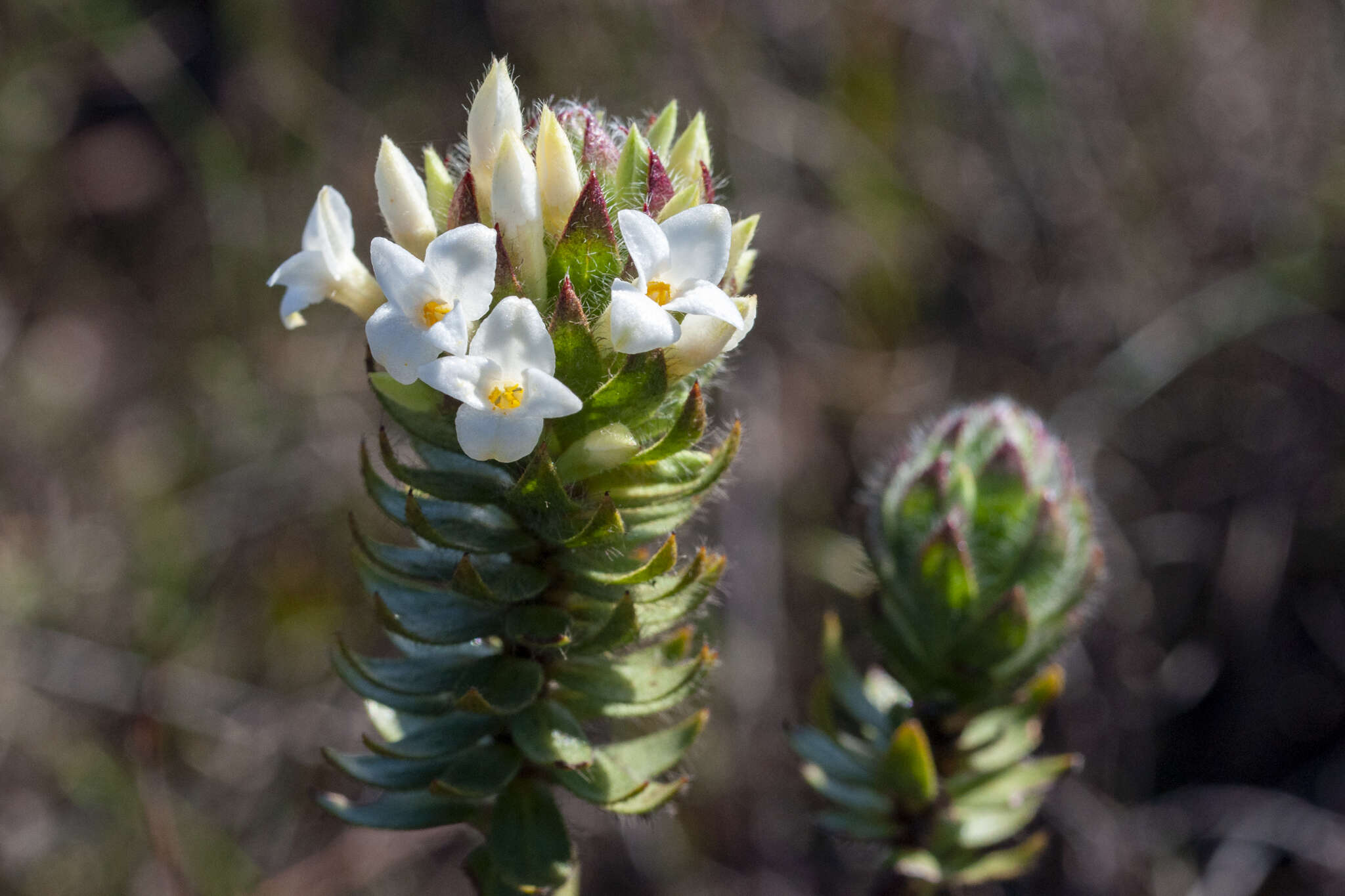 Image of Gnidia ornata (Meissn.) Gilg