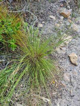 Image of Tetraria cuspidata (Rottb.) C. B. Clarke