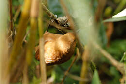 Image of Rufous Wren