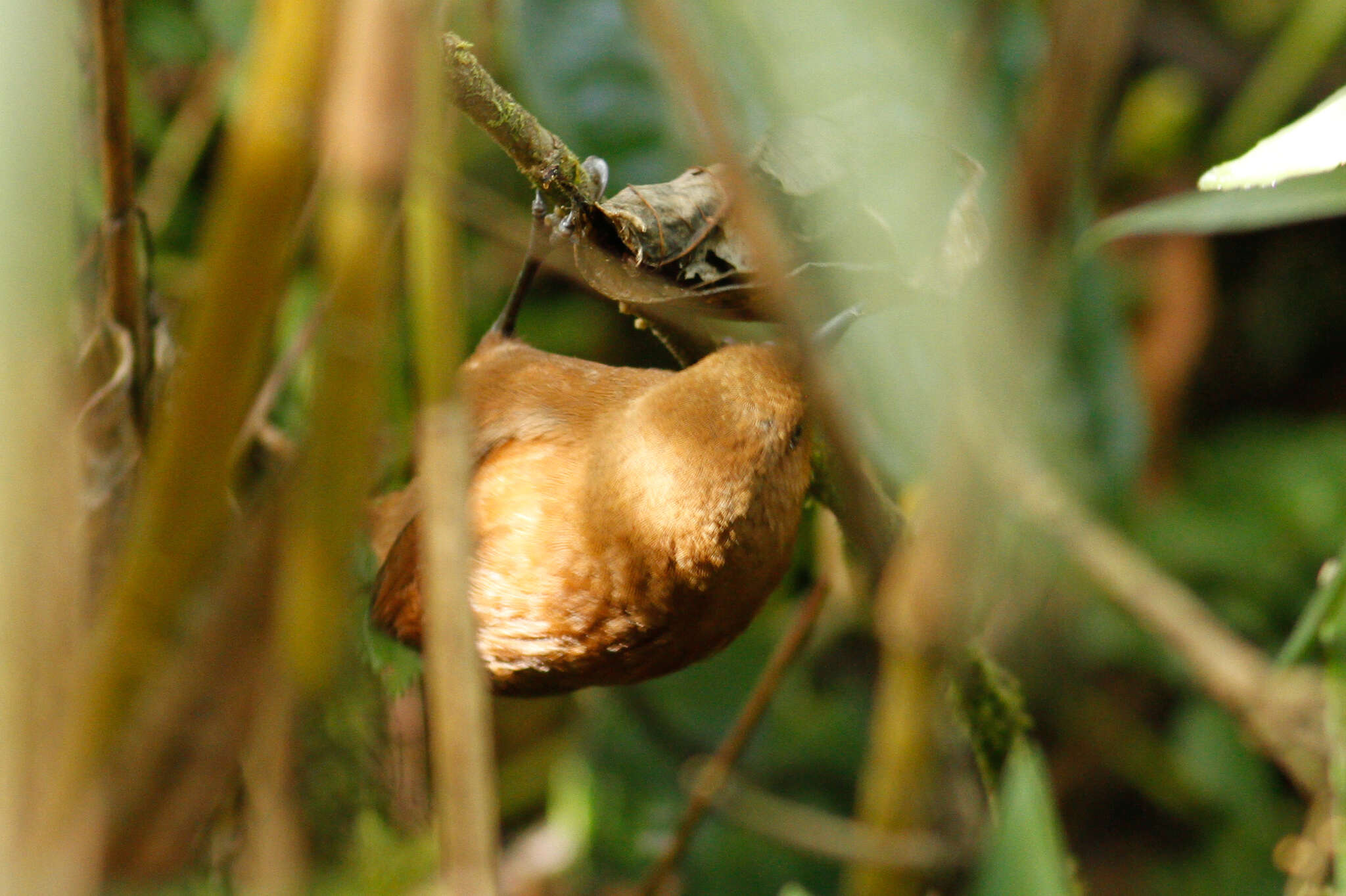 Image of Rufous Wren