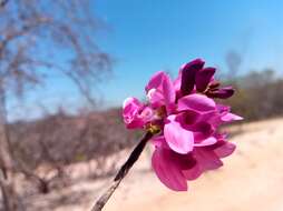 Image of Vaughania dionaeifolia S. Moore