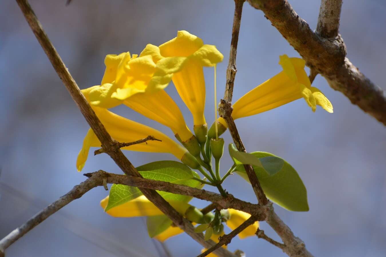 Image of Anemopaegma chrysanthum Dugand