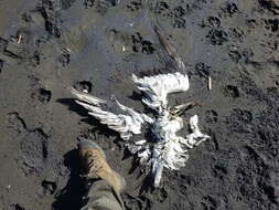 Image of Australasian Gannet