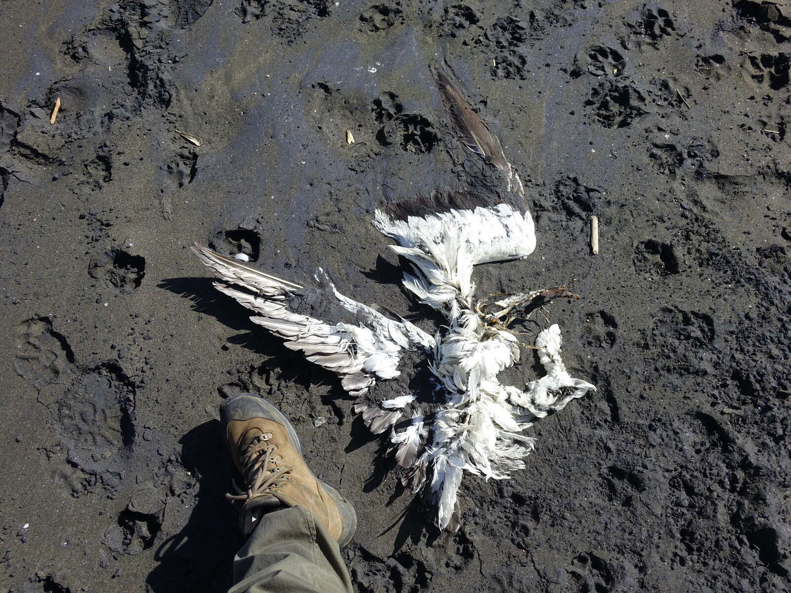 Image of Australasian Gannet