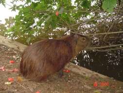 Image of Capybaras