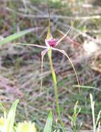 Caladenia paludosa Hopper & A. P. Br.的圖片