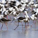 Image of Banded Stilt