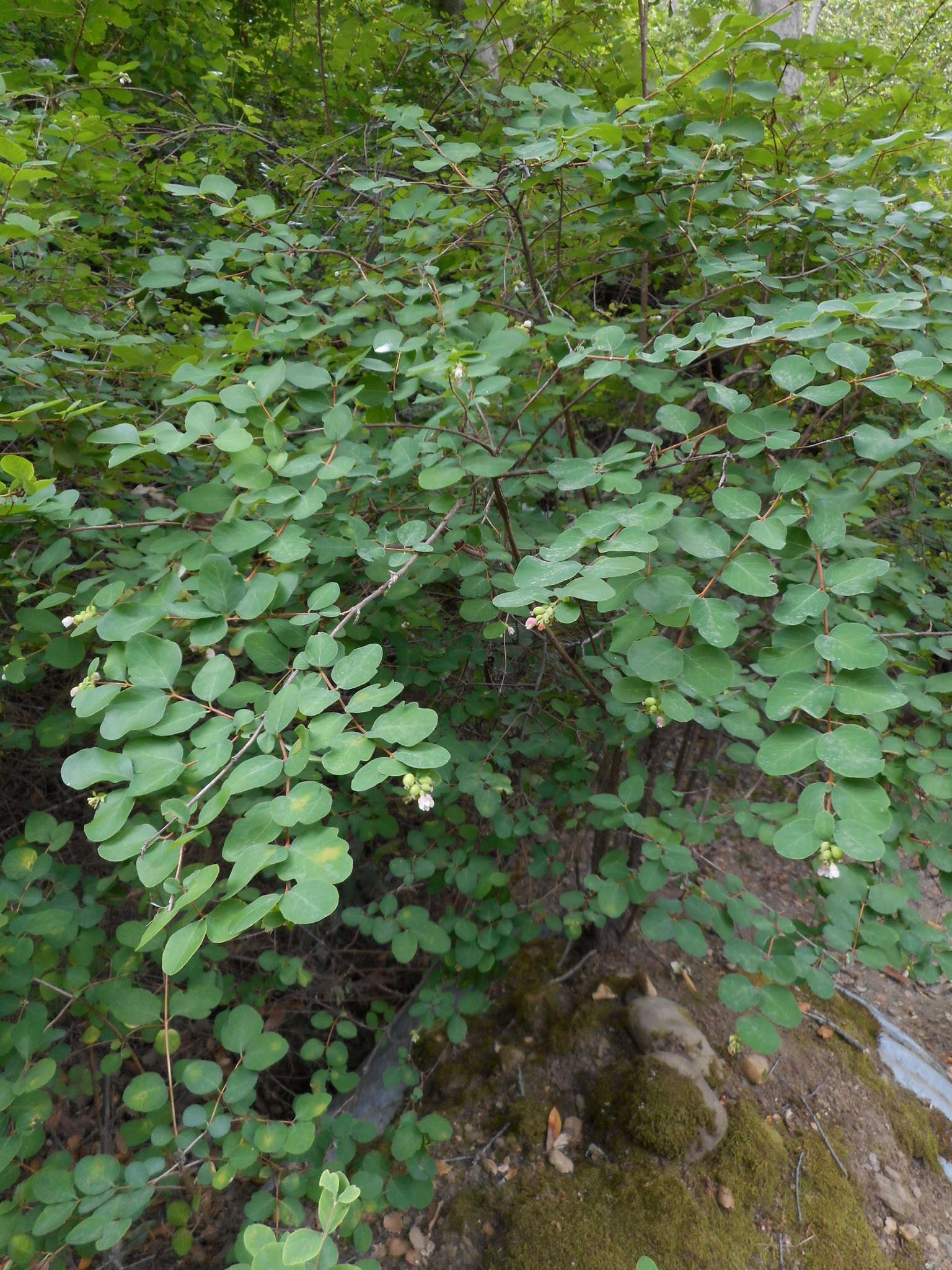 Image of common snowberry