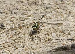 Image of Austrogomphus guerini (Rambur 1842)