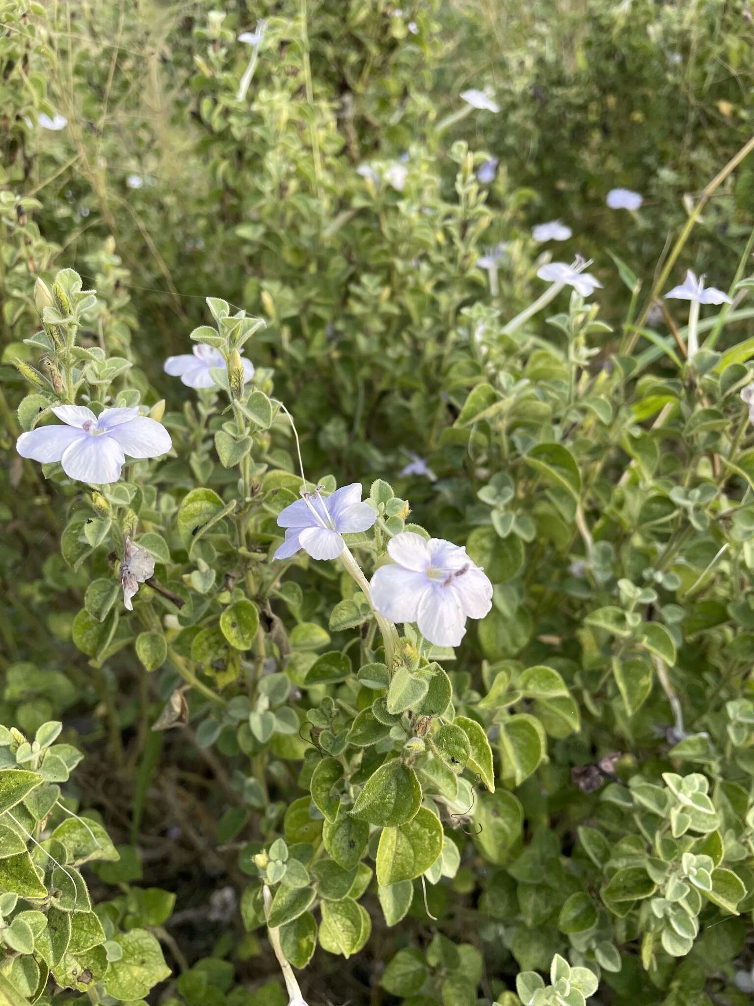 Image of Barleria heterotricha Lindau