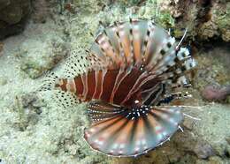 Image of Zebra lionfish