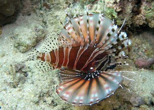 Слика од Dendrochirus zebra (Cuvier 1829)