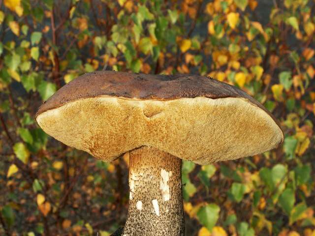 Image of Leccinum scabrum (Bull.) Gray 1821