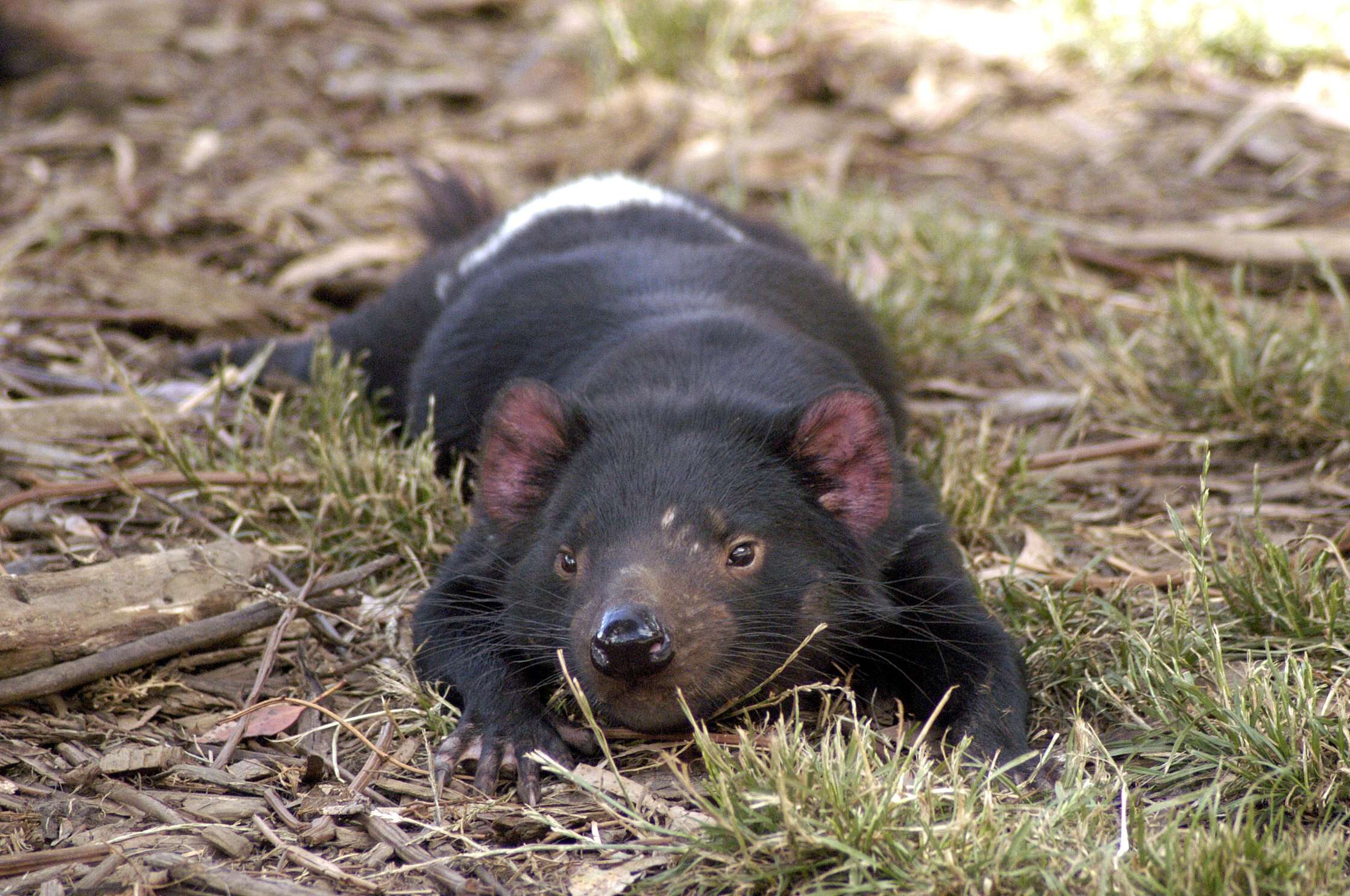 Plancia ëd Sarcophilus F. G. Cuvier 1837