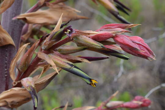 Image de Puya glabrescens L. B. Sm.