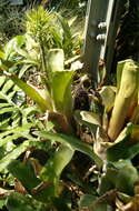 Imagem de Billbergia horrida Regel