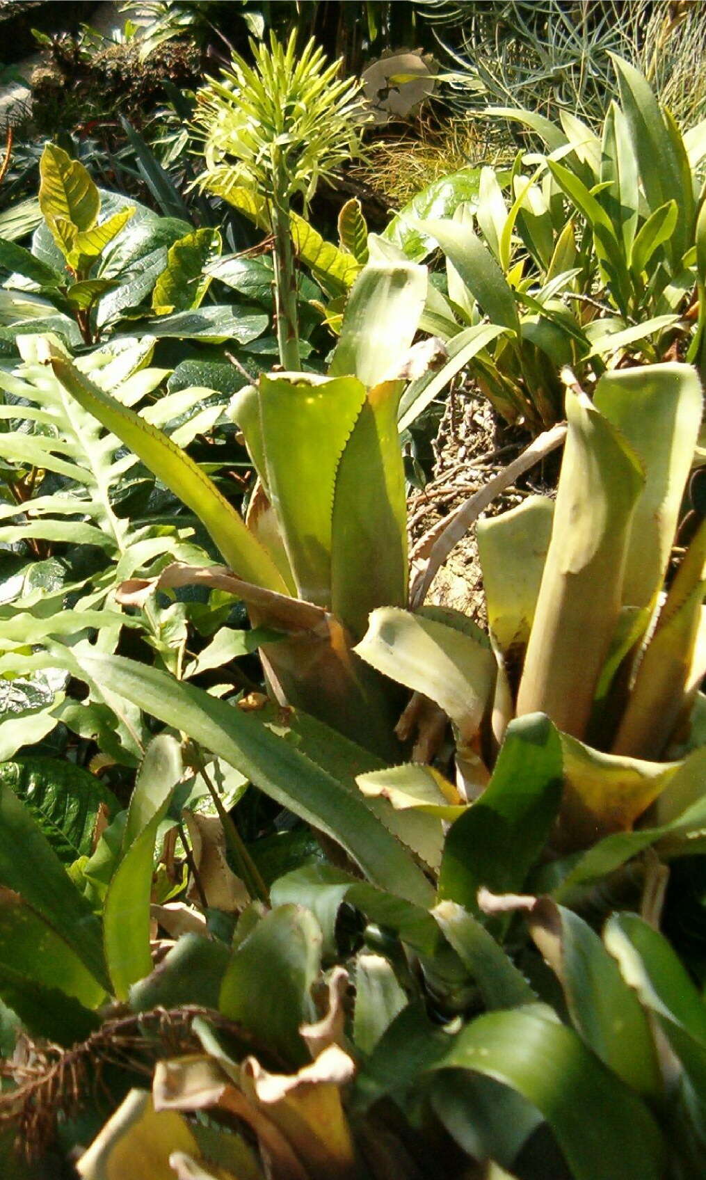 Imagem de Billbergia horrida Regel