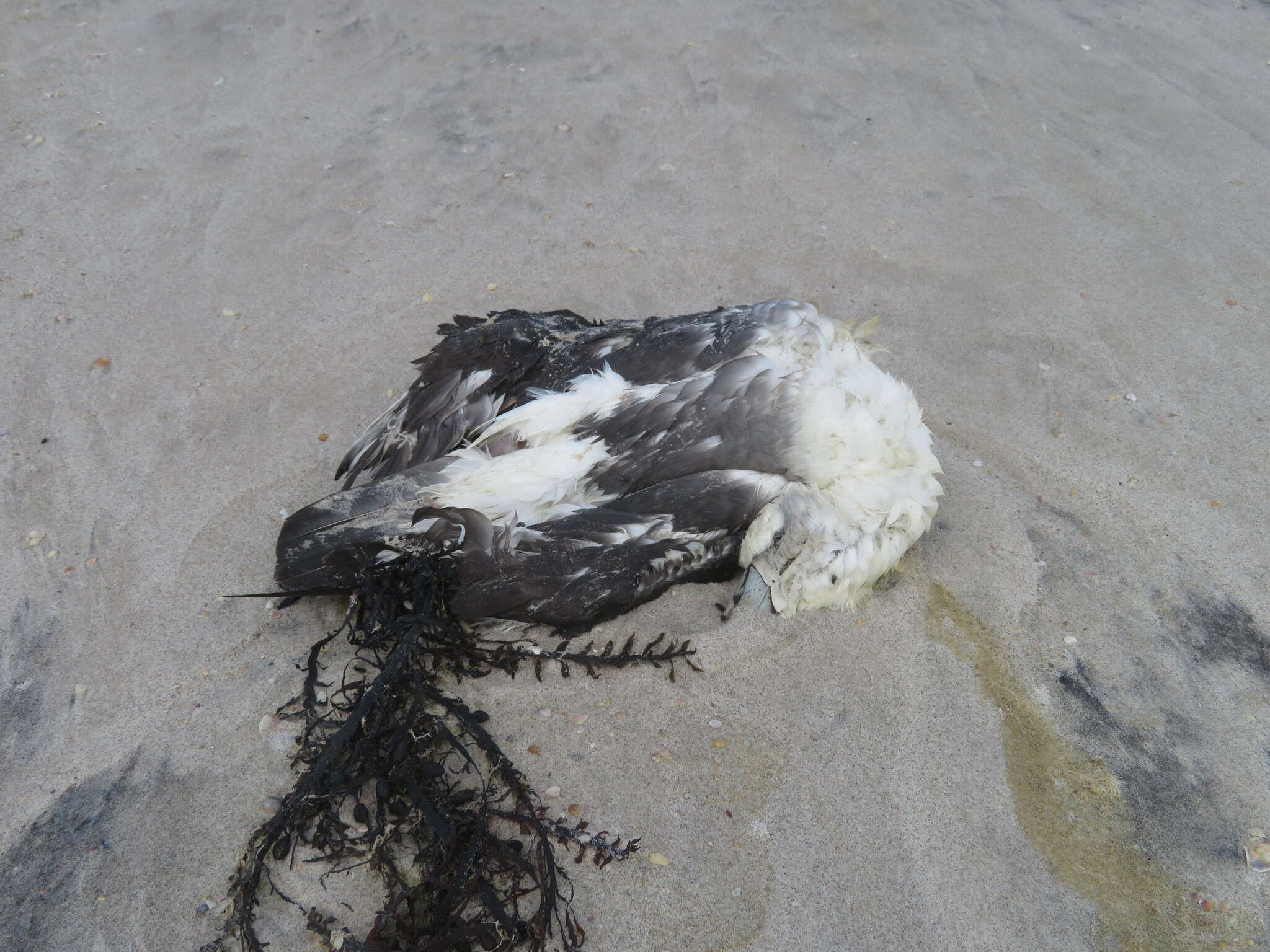 Image de Albatros à cape blanche