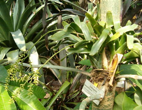 Image de Catopsis sessiliflora (Ruiz & Pav.) Mez