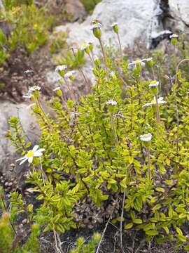 Imagem de Felicia aethiopica subsp. aethiopica